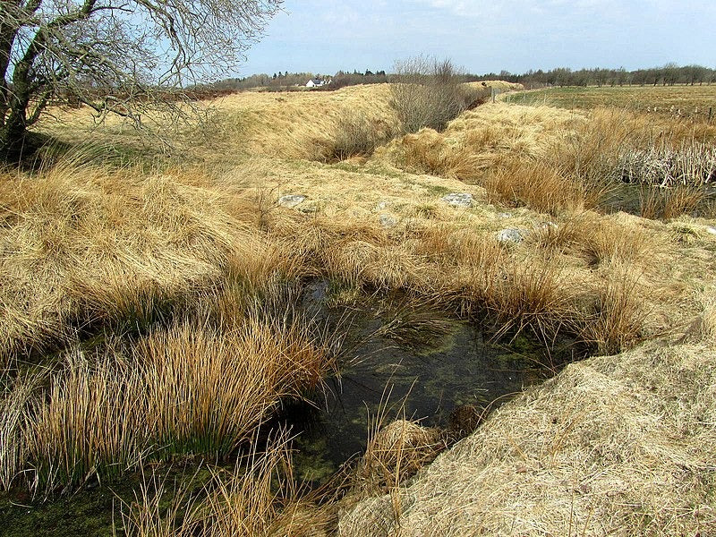 Borremose's Startling Pre-Viking Archaeological Insights